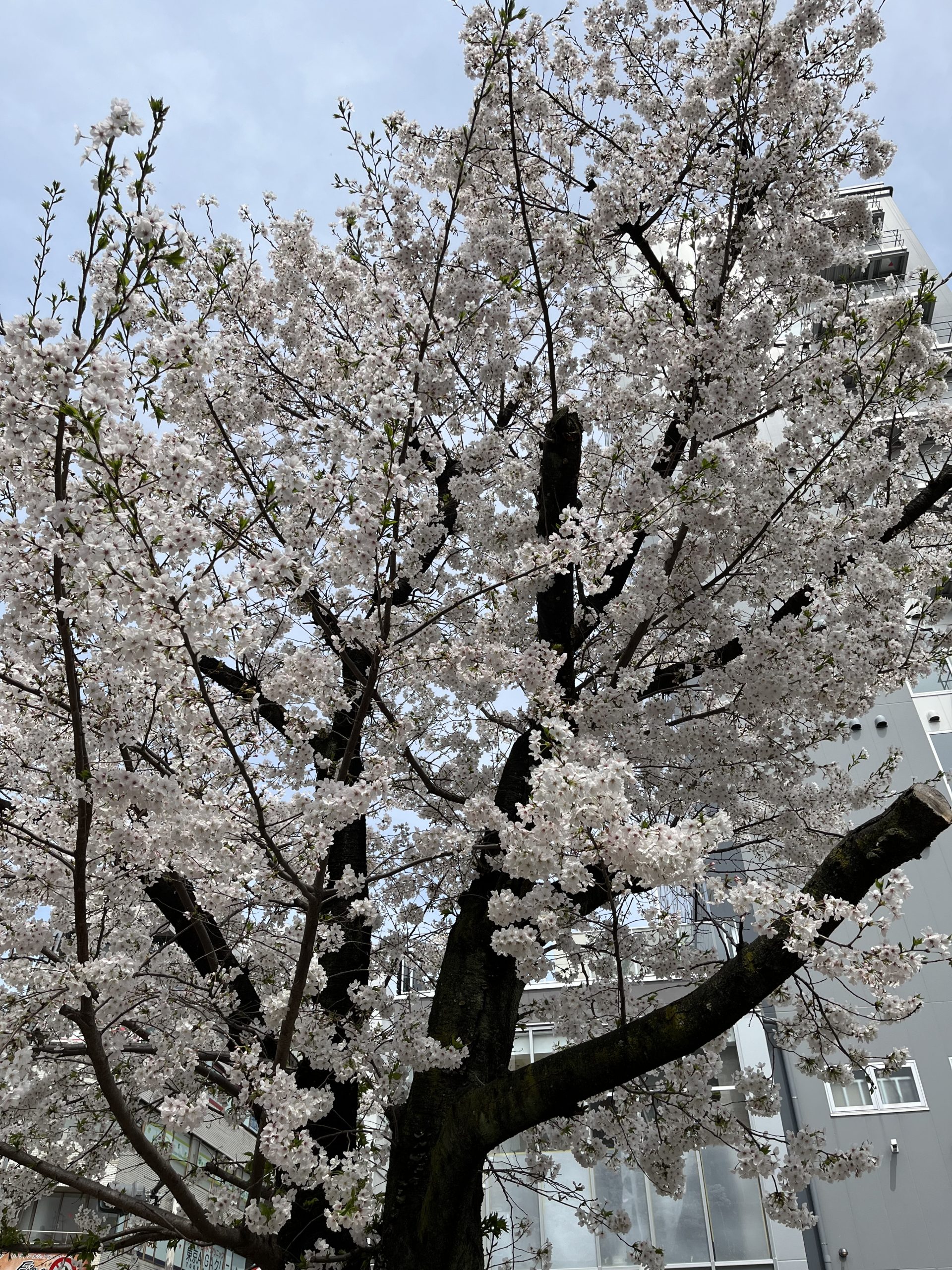 中町花の公園 本厚木駅から一番近い公園でしょうか。 桜がきれいに咲いていまし スマ報